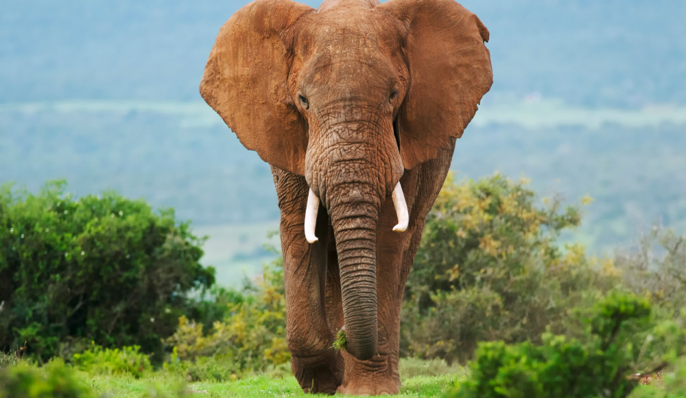 Zuid-Afrika-OpenNL-CTT-Groepsreizen-foto's-website-olifant